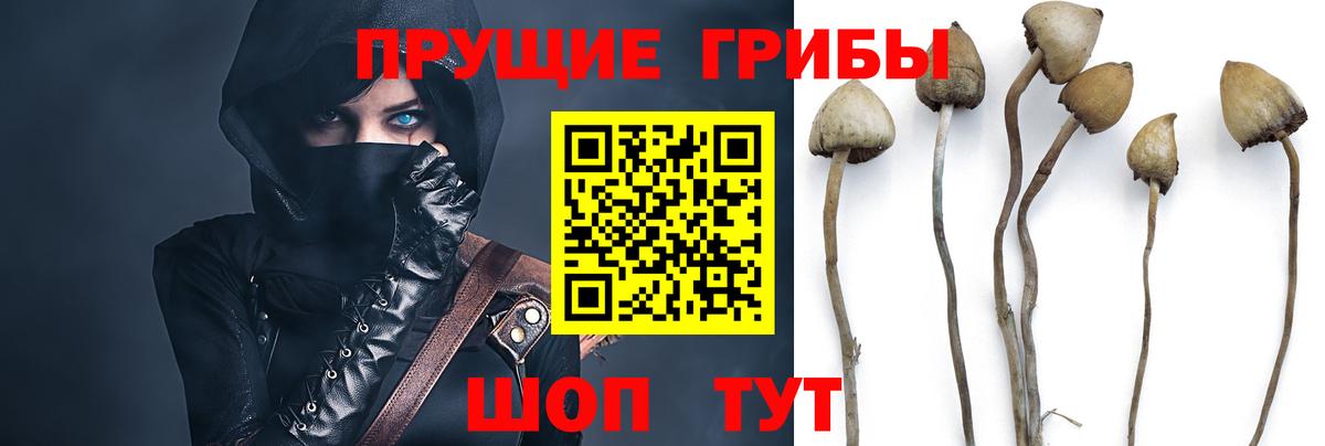 Мурино  Галлюциногенные грибы мицелий  Вход с VPN 